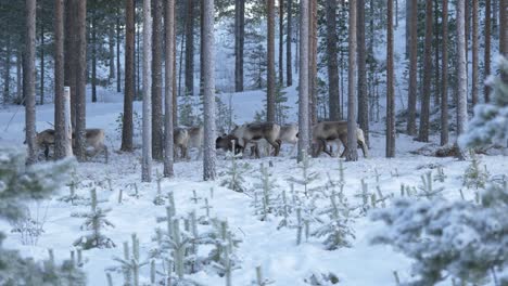 Large-caribou,-reindeer-herd-moving-through-pine-forest-at-dawn-in-Lappland,-Sweden