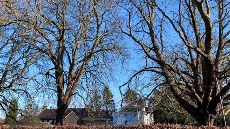 4K-sycamore-trees-without-leafs,-camera-moving-upwards-revealing-an-amazing-blue-sky-in-the-background