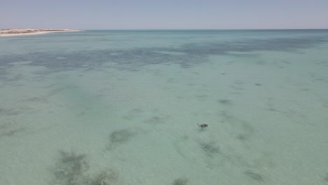 Green-Sea-turtles-copulating-In-blue-transparent-water-Pacific-Ocean,-Exmouth-Western-Australia-Travelling-out-aerial-shot