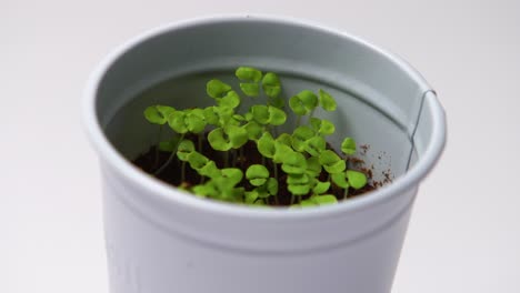 Static-shot-of-isolated-basil-growing-plant-in-pot-on-white-background