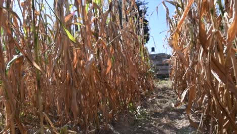 Walk-into-the-dry-corn-crop,-turning-the-camera