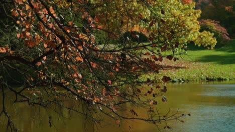 Herbstbäume-Spiegeln-Sich-Bei-Hellem-Licht-Am-See-Wider,-Mit-Fokus-Ziehen-Fallende-Blätter