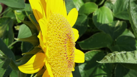 Profile-shot-of-a-giant-sunflower-in-Muscat,-Oman,-close-up