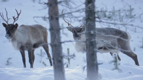 Side-view-of-caribou-bull,-reindeer-walking-in-deep-cold-snow-in-Lappland,-Sweden