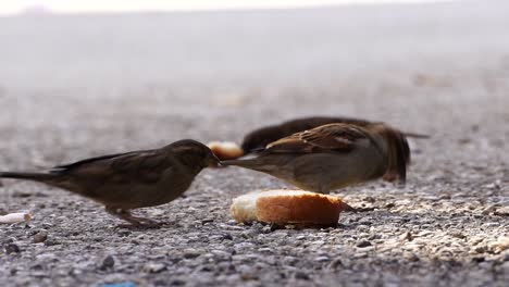 Hungry-sparrows-feeding-breadcrumbs-from-bread-pieces-on-the-concrete-pavement