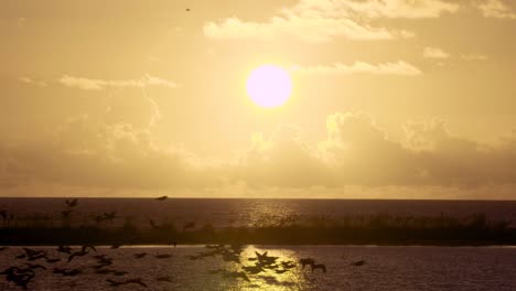 warm-and-tropical-beach-ocean-sunset-with-flock-of-pelican-silhouettes-flying