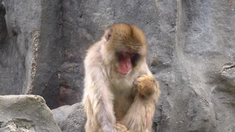 Mono-Macaco-Japonés-Sentado-En-Un-Suelo-Rocoso-En-El-Parque-Zoológico-Mientras-Come-Masticando-De-Cerca---Tiro-Estático