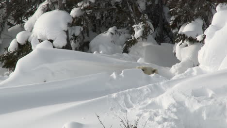 Polar-Bear-female-hiding-in-day-den-between-trees,-on-Tundra