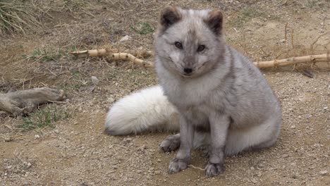 Arctic-Fox-Sitting-In-The-Zoo-At-Daytime