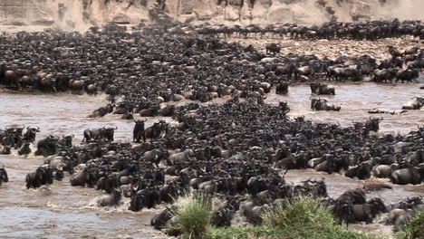 Wildebeests-crossing-the-Mara-River