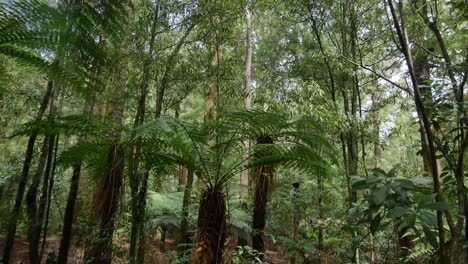 Hermoso-Paisaje-De-árboles-Forestales-En-Exuberantes-Selvas-De-Nueva-Zelanda,-ángulo-Bajo