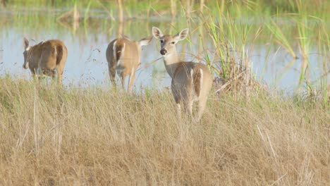 white-tailed-deer-family-walking-away-in-slow-motion