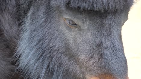 Horse-In-The-Zoo---Close-up-Of-African-Pony,-Equus-Caballus-Blinking-It's-Eyes