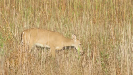 white-tailed-deer-amongst-sawgrass-reeds