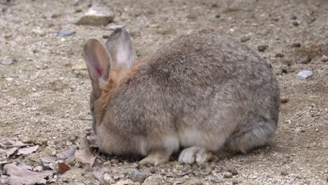 Domestic-Rabbit-Feeding-In-The-Zoo.-close-up