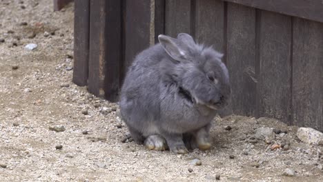 Pelziges-Graues-Kaninchen,-Das-Auf-Einem-Boden-Im-Zoopark-In-Der-Nähe-Des-Holzzauns-Sitzt