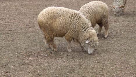 Schafe,-Die-Tagsüber-Auf-Dem-Boden-Des-Zoos-Nach-Nahrung-Suchen