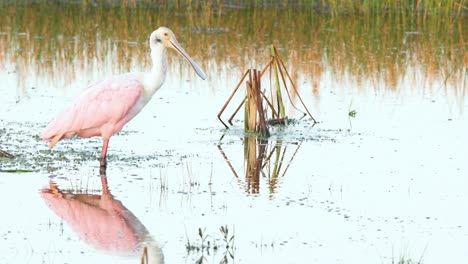 roseate-spoonbill-in-morning-light-on-water-opening-and-closing-bill-with-mirrored-reflection