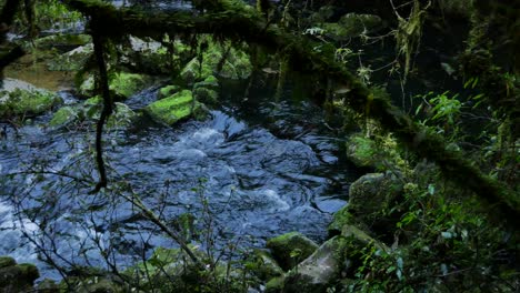 Exuberante-Vegetación-Selvática-Y-Río-En-El-Parque-Nacional-Kahurangi-De-Nueva-Zelanda