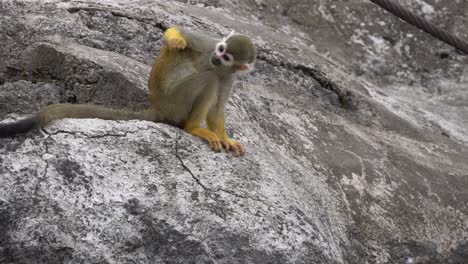 Squirrel-Monkey-Sitting-On-The-Rock-And-Scratching-Its-Body---close-up