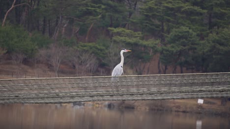 Great-Egret-standing-on-the-net-over-the-lake-and-then-take-wing-on-forest-background-South-Korea