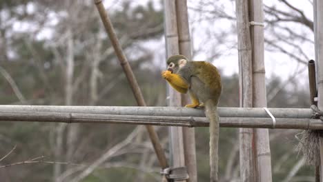 Ein-Primaten-Totenkopfäffchen,-Das-Mandarine-Auf-Einem-Bambuszweig-Im-Zoo-Isst
