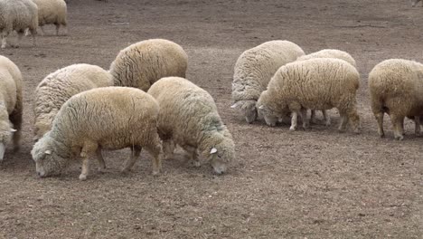 Flock-Of-Sheep-Feeding-On-Ground-At-Daytime-In-The-Zoo