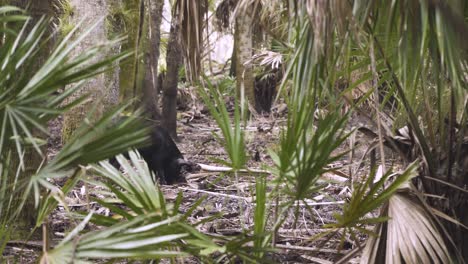 black-feral-hog-in-wooded-palm-tree-central-florida-forest-uprooting-soil-to-look-for-food