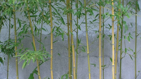 Un-Grupo-De-Plantas-De-Bambú-Esbeltas-Crece-Frente-A-Una-Pared-De-Yeso