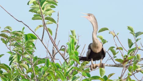 anhinga-perched-on-branch-while-thermoregualting-by-gular-fluttering-with-clear-blue-sky-in-background