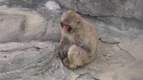 Japanese-Monkey-Resting-On-Rock-In-The-Zoo---wide,-static-shot