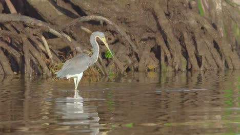 tricolored-heron-dripping-water-from-bill-in-beach-ocean-shore-with-mangroves-in-background-in-slow-motion