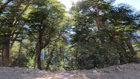Lateral-view-driving-on-rural-road-surrounded-by-pine-trees-during-blue-sky-and-sunlight-In-Patagonia-Argentina