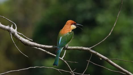 Abejaruco-De-Cabeza-Castaña-Merops-Leschenaulti,-Parque-Nacional-De-Khao-Yai,-Tailandia
