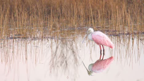 roseate-spoonbill-with-water-dripping-from-bill-in-calm-still-water-with-mirrored-reflection