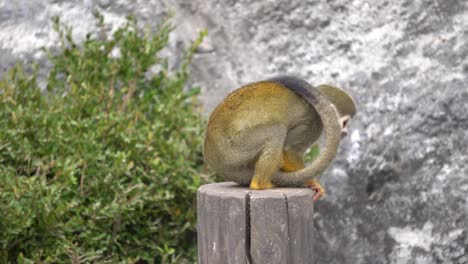 Squirrel-Monkey-eating-fruit-while-sitting-on-a-stub-in-wild-nature