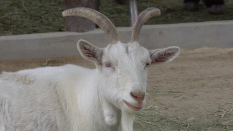 Close-Up-View-Of-A-White-Goat-Chewing---static-shot