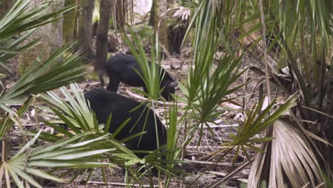 black-feral-hogs-in-wooded-palm-tree-central-florida-forest-uprooting-soil-to-look-for-food