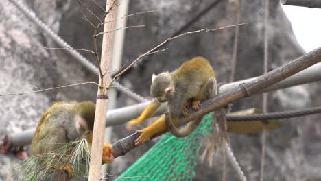 Two-Squirrel-Monkey-fighting-for-the-orange-food-on-a-bamboo-pole-in-a-Children-Zoo-in-Seoul-Grand-park