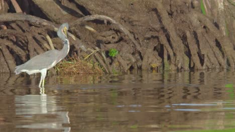 tricolored-heron-catching-and-eating-fish-in-beach-ocean-shore-with-mangroves-in-background-in-slow-motion