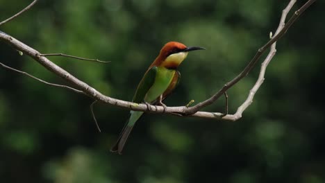 Chestnut-headed-Bee-eater-Merops-leschenaulti,-Khao-Yai-National-Park,-Thailand