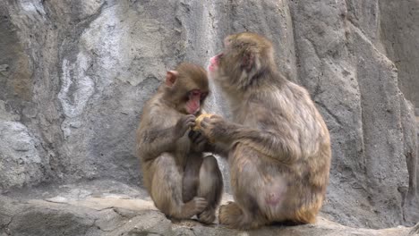 Japanese-Snow-Monkeys-family-mother-and-kid-In-Zoo-Eating---a-close-up-shot