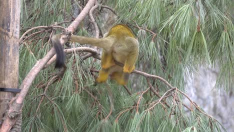 Mono-Ardilla-Primate-Descansó-En-La-Rama-De-Un-árbol-Mientras-Hacía-Caca-En-El-Zoológico