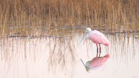 roseate-spoonbill-in-calm-still-water-with-mirrored-reflection