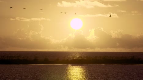 Warmer-Und-Tropischer-Strandozean-Sonnenuntergang-Mit-Fliegenden-Pelikan-Silhouetten