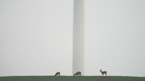 Roe-Deer-walking-on-misty-field-in-front-of-wind-turbine,-nature-coexist-concept