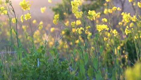 Yellow-spring-wildflowers-gently-blowing-in-the-wind-in-4K