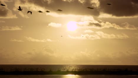 warm-and-tropical-beach-ocean-sunset-with-flock-of-pelican-silhouettes-flying