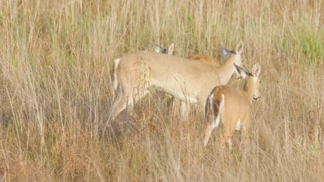 white-tailed-deer-mother-licking-and-bonding-with-offspring