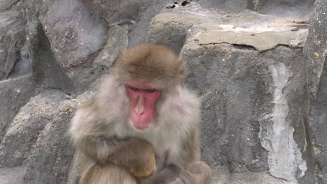 Mono-Japonés-Sentado-En-La-Roca-En-Un-Primer-Plano-De-Naturaleza-Salvaje-Durante-El-Día,-Expresiones-Faciales